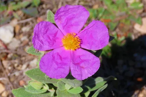 Ciste cotonneux