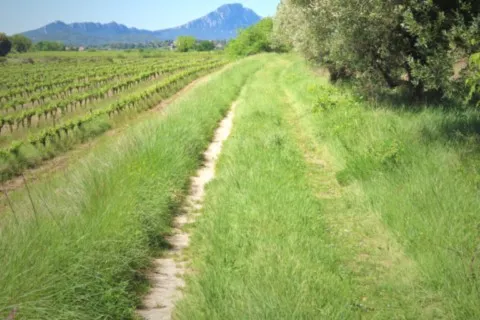Vignes Hérault Pic Saint Loup