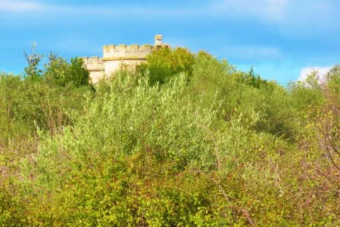 Vérargues Vignes Muscat de lunel