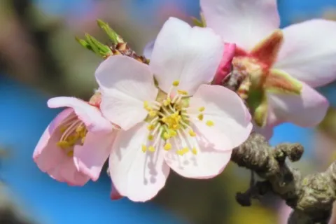 Fleur d'amandier