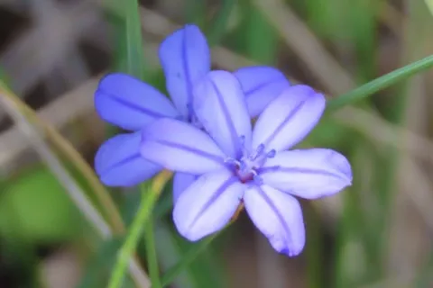 Aphyllante de Montpellier