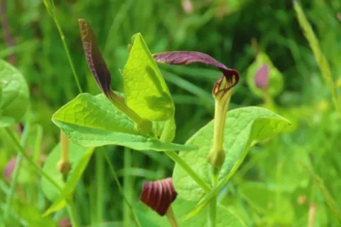 Aristoloche à feuilles rondes