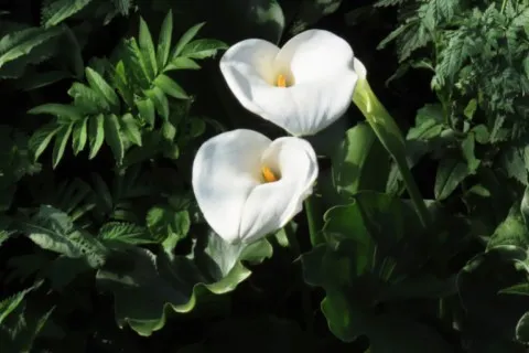 Arum