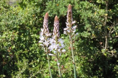 Asphodèles de garrigue