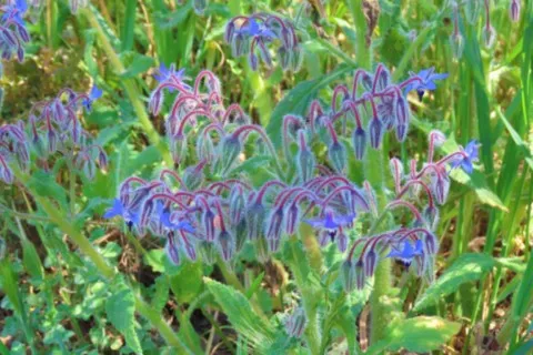 Bourrache officinale