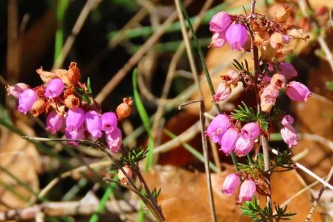 Bruyère à fleurs nombreuses