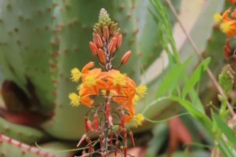 Bulbine jaune