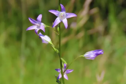 Campanule raiponce