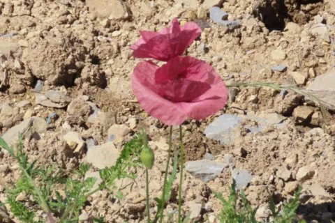 Coliquecot rose