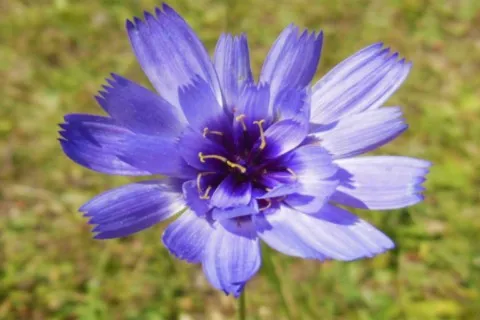 Cupidone bleue