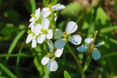 Diplotaxis fausse roquette blanche