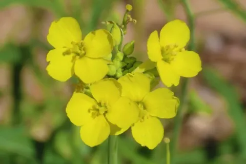 Diplotaxis fausse roquette