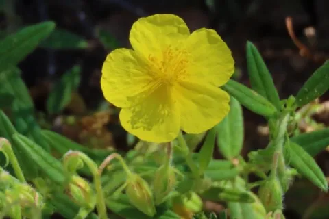 Hélianthème jaune