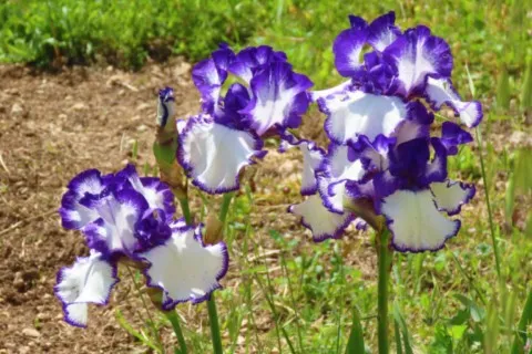 Iris blancs