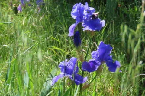 Iris bleu