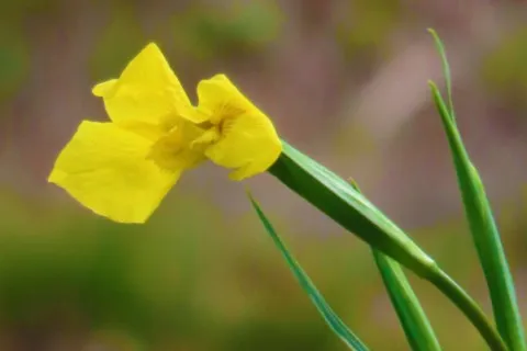 Iris d'eau