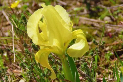 Iris jaunâtre