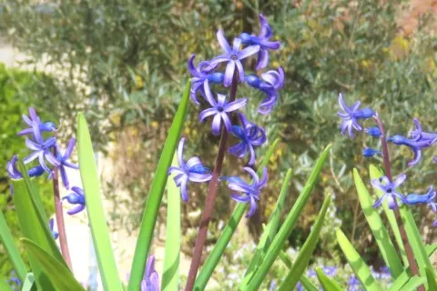 Jacinthe