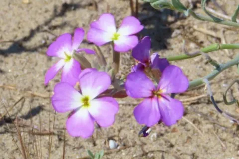 Julienne des sables