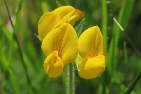 Lotier corniculé