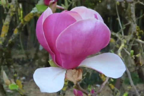 Magnolia