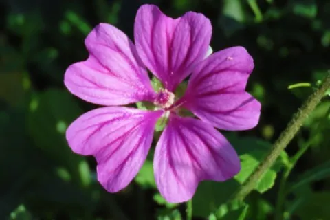 Mauve des bois
