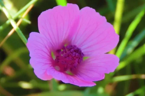 Mauve à feuilles de chanvre