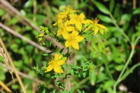 Millepertuis perfolié