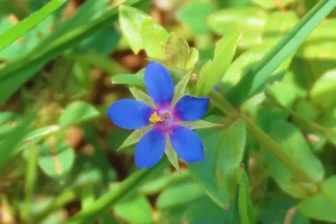 Mouron bleu