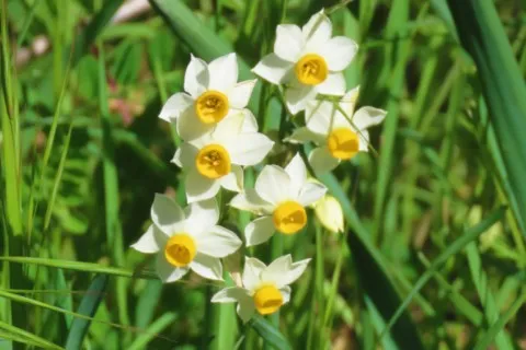 Narcisse à bouquet