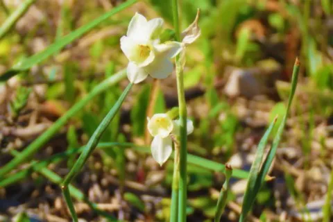 Narcisse douteux