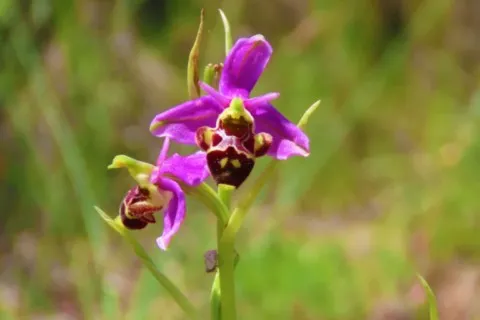 Ophrys bécasse