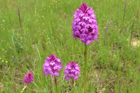 Orchis pyramidal