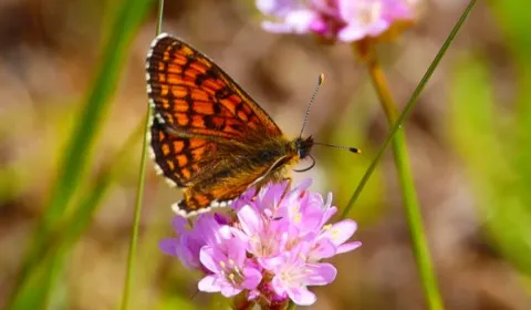 Papillon sur fleur