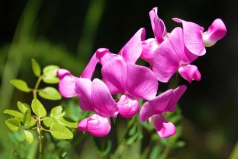 Pois vivace