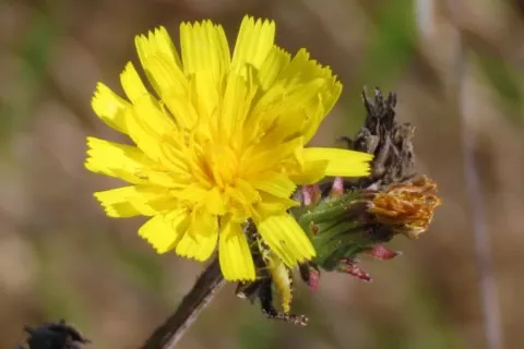 Pricide fausse épervière