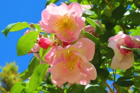Rose de France