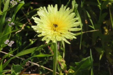 Urosperme de Daléchamps