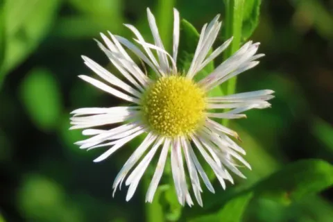 Vergerette annuelle