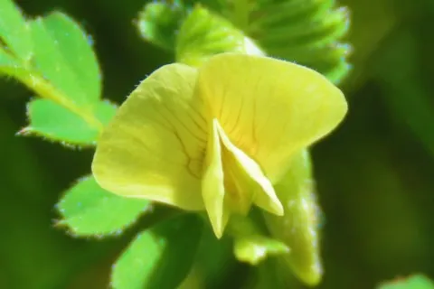 Vesce jaune