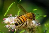 Abeille en plein travail