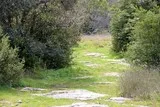 Sentier Asphodèles Ferrières-les-Verreries