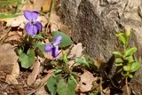 Violettes