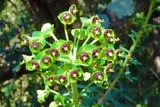 Euphorbe