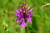 Orchidées sauvages