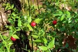 Petit houx de garrigue