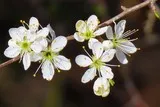 Cerisiers sauvages