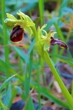 Ophrys noir