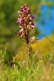 Orchis géant