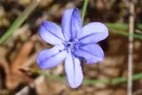 Aphyllanthe de Montpellier